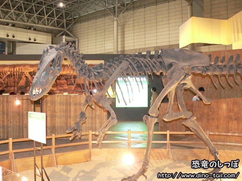 Allosaurus complete skeleton fossil