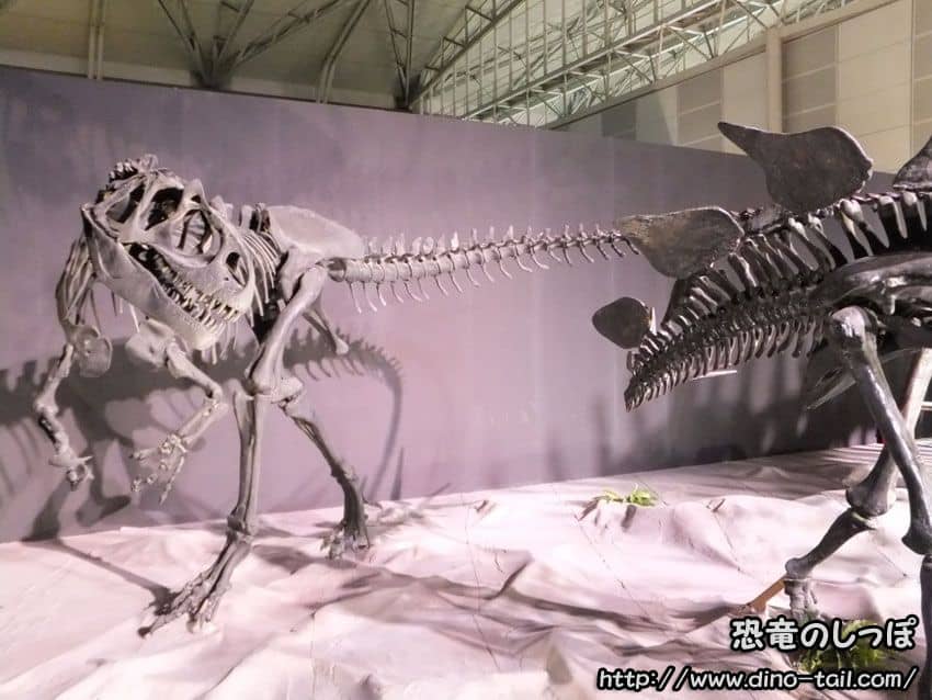Allosaurus complete skeleton fossil