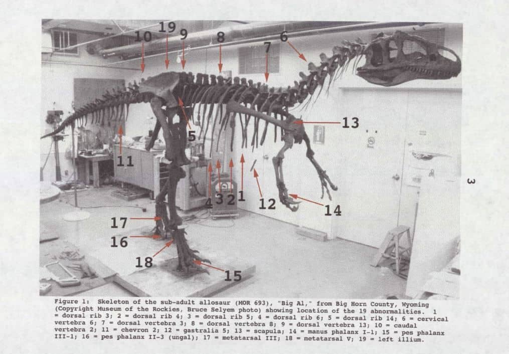 Allosaurus Big Al (MOR 693)