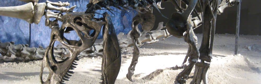 Allosaurus