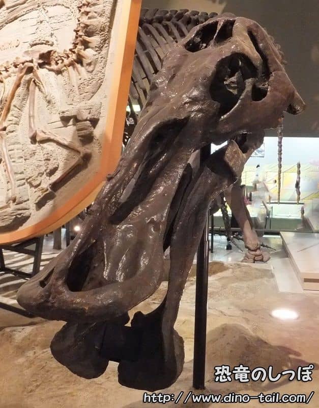 Anatotitan skull fossil