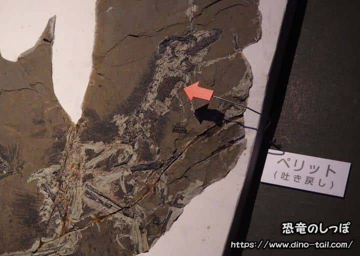 Regurgitated material left in the throat of Anchiornis