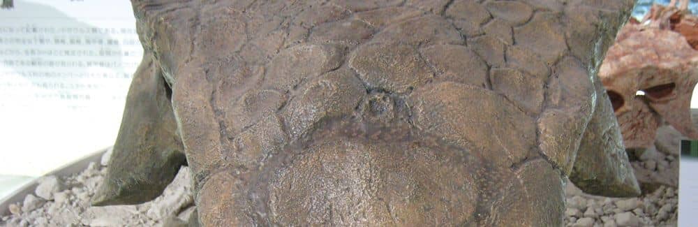 Ankylosaurus