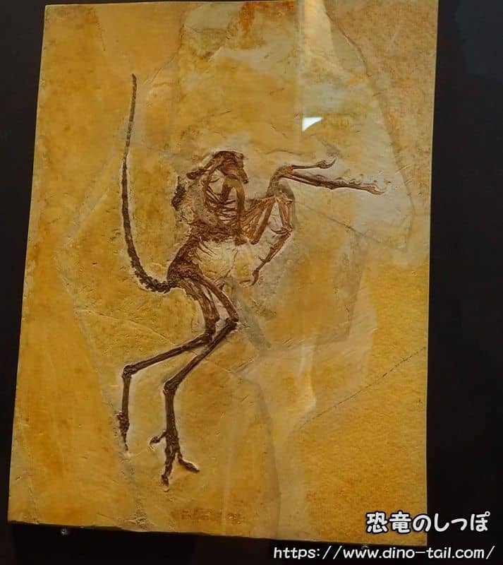 Archaeopteryx Solnhofen Specimen