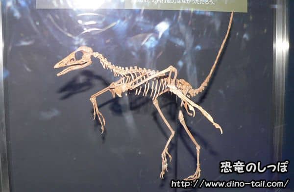 Archaeopteryx fossil