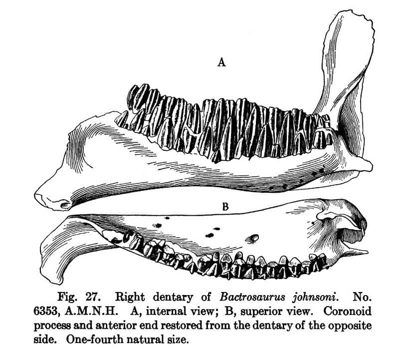 Excerpt from the description paper of Bactrosaurus, specimen AMNH 6353