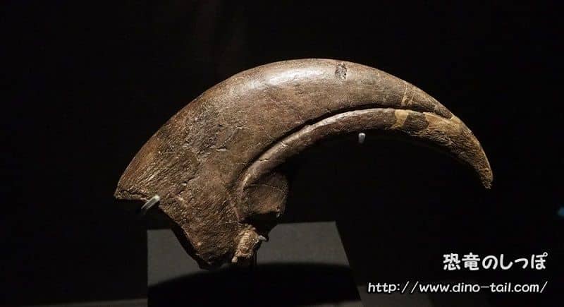 First digit of Baryonyx - the heavy claw