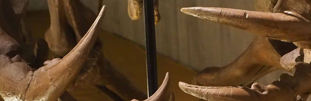 Baryonyx
