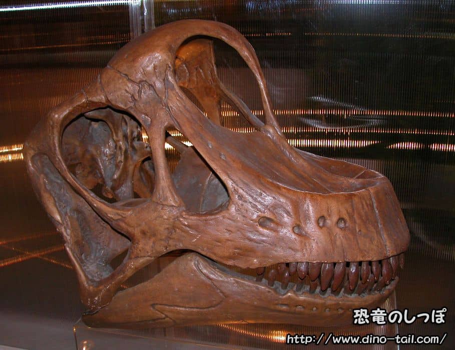 Brachiosaurus skull fossil