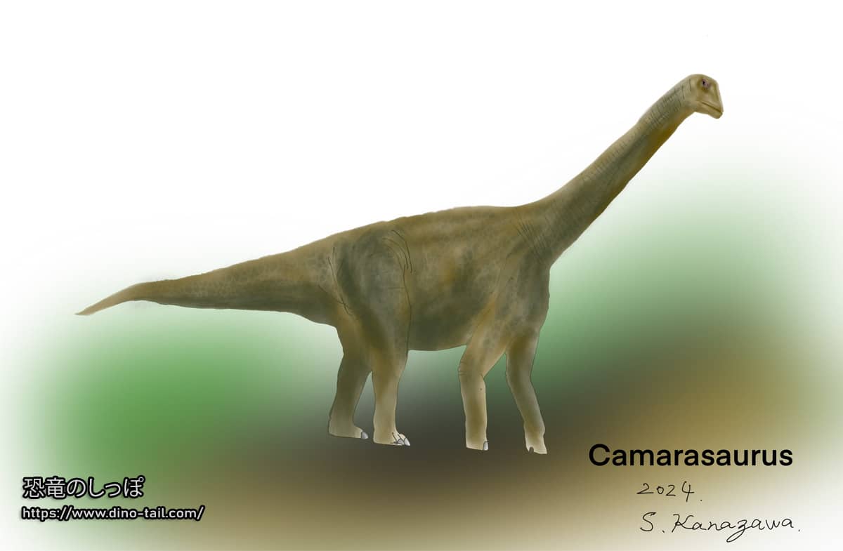 Illustration of Camarasaurus