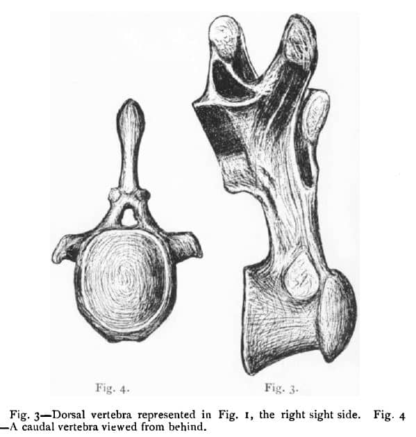 Publication describing Camarasaurus (Cope) - 1877