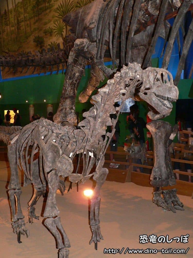 Complete skeleton fossil of a juvenile Camarasaurus
