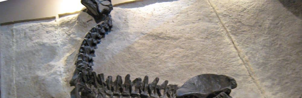 Camarasaurus