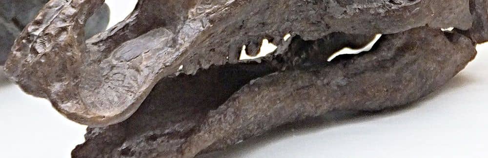 Camptosaurus