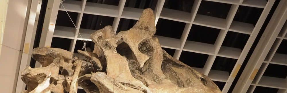 Carnotaurus