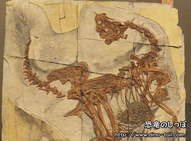 Caudipteryx fossil