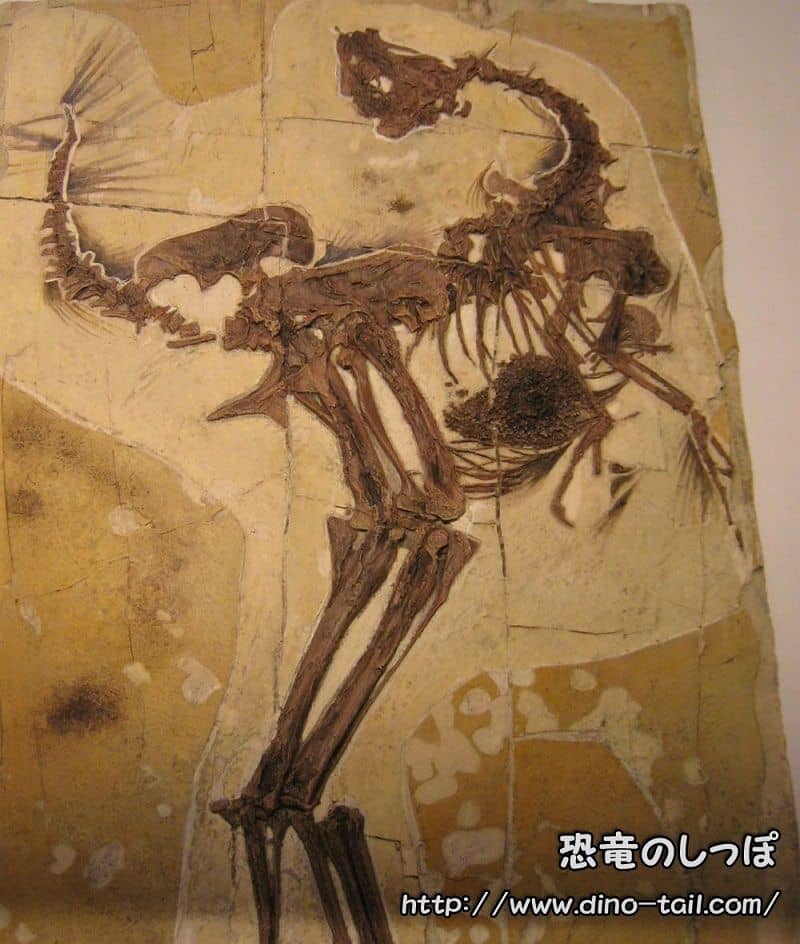 Caudipteryx complete skeleton fossil