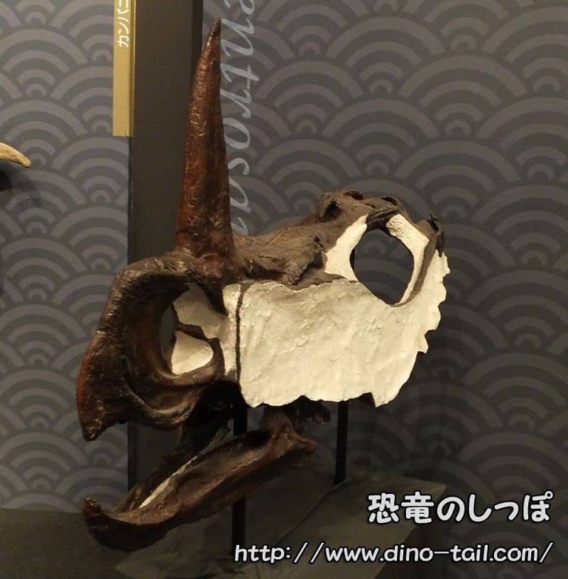 Centrosaurus skull fossil