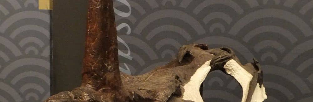 Centrosaurus