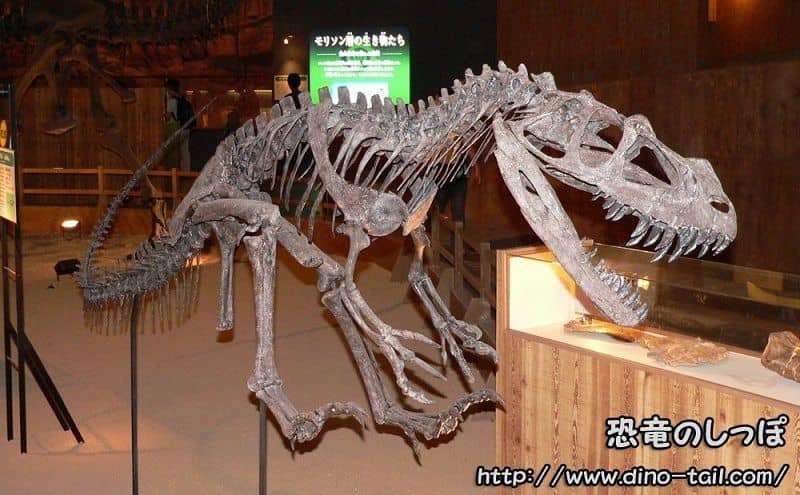 Complete skeleton of Ceratosaurus