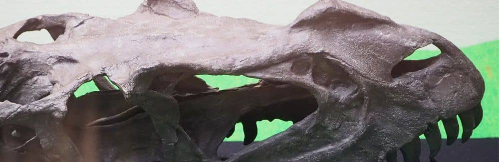 Ceratosaurus