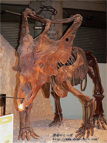 Complete skeleton of Chasmosaurus
