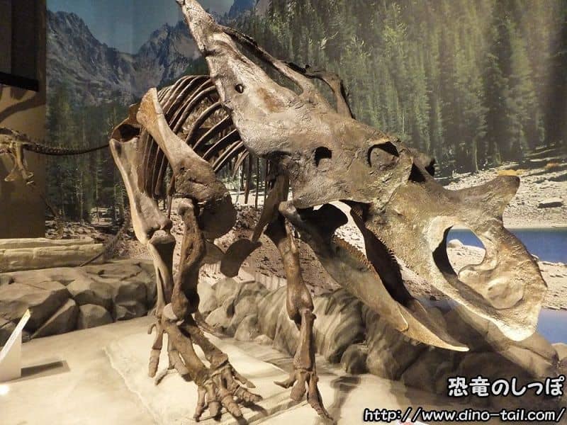 Complete skeleton fossil of Chasmosaurus