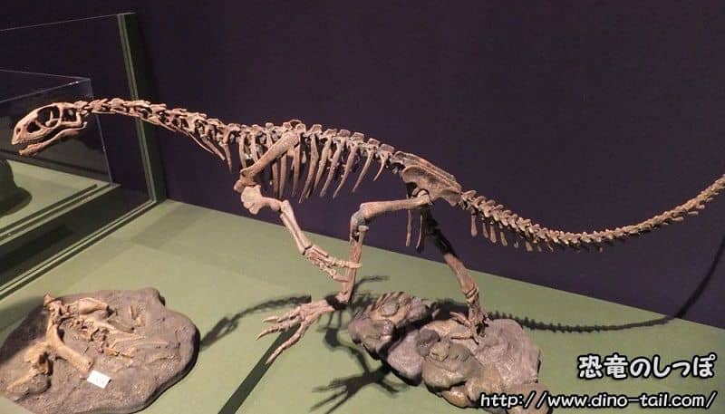 Complete skeleton fossil of Chilesaurus
