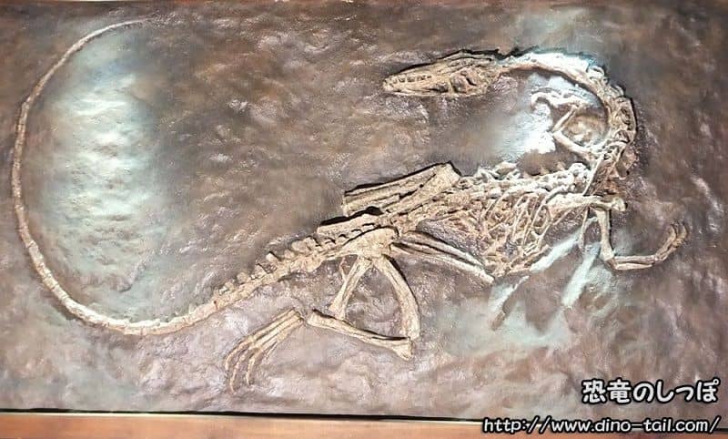 Complete skeleton fossil of Coelophysis