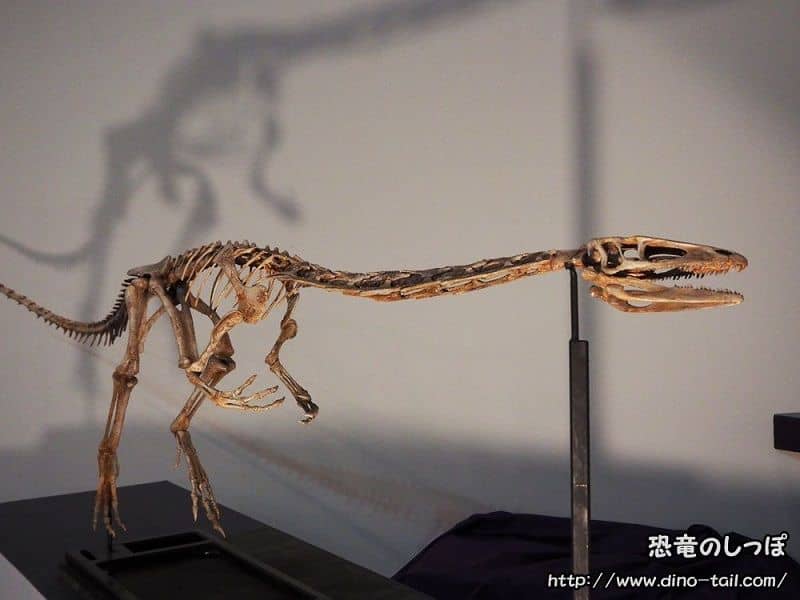 Complete skeleton fossil of Coelophysis