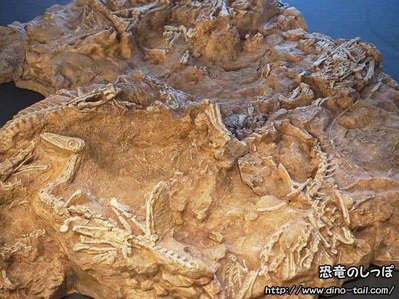 Mass mortality fossil assemblage of Coelophysis