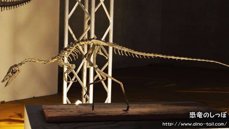Complete skeleton fossil of Compsognathus