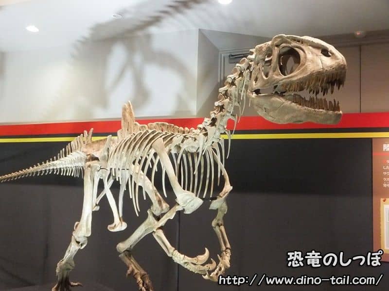 Complete skeleton fossil of Concavenator