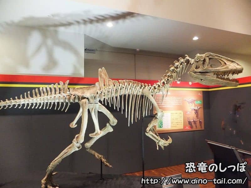 Complete skeleton fossil of Concavenator