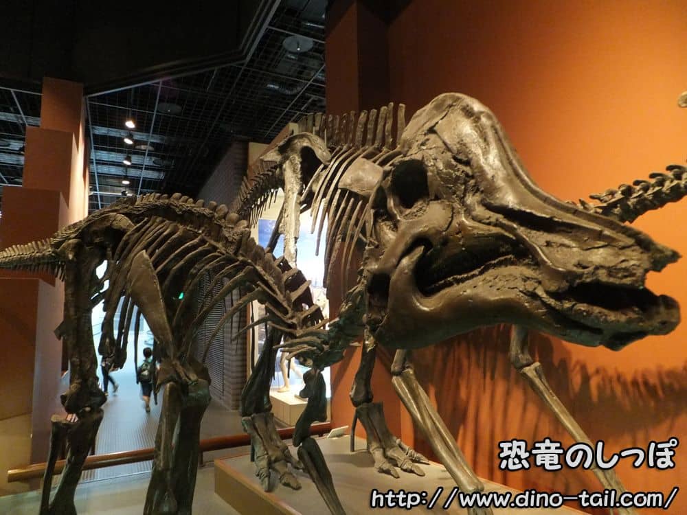 Corythosaurus fossil
