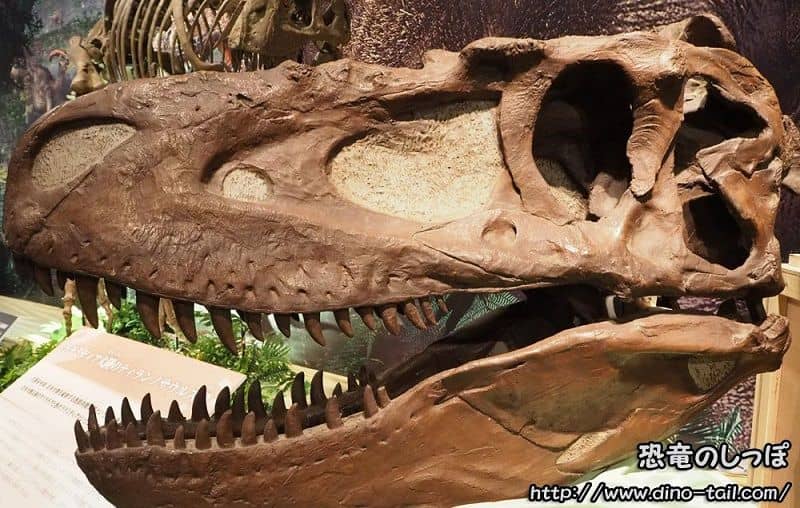 Daspletosaurus skull fossil