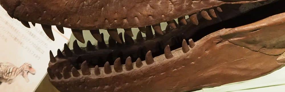 Daspletosaurus