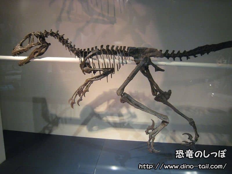 Complete skeleton fossil of Deinonychus