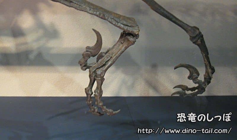 The sickle claw of Deinonychus's hind foot