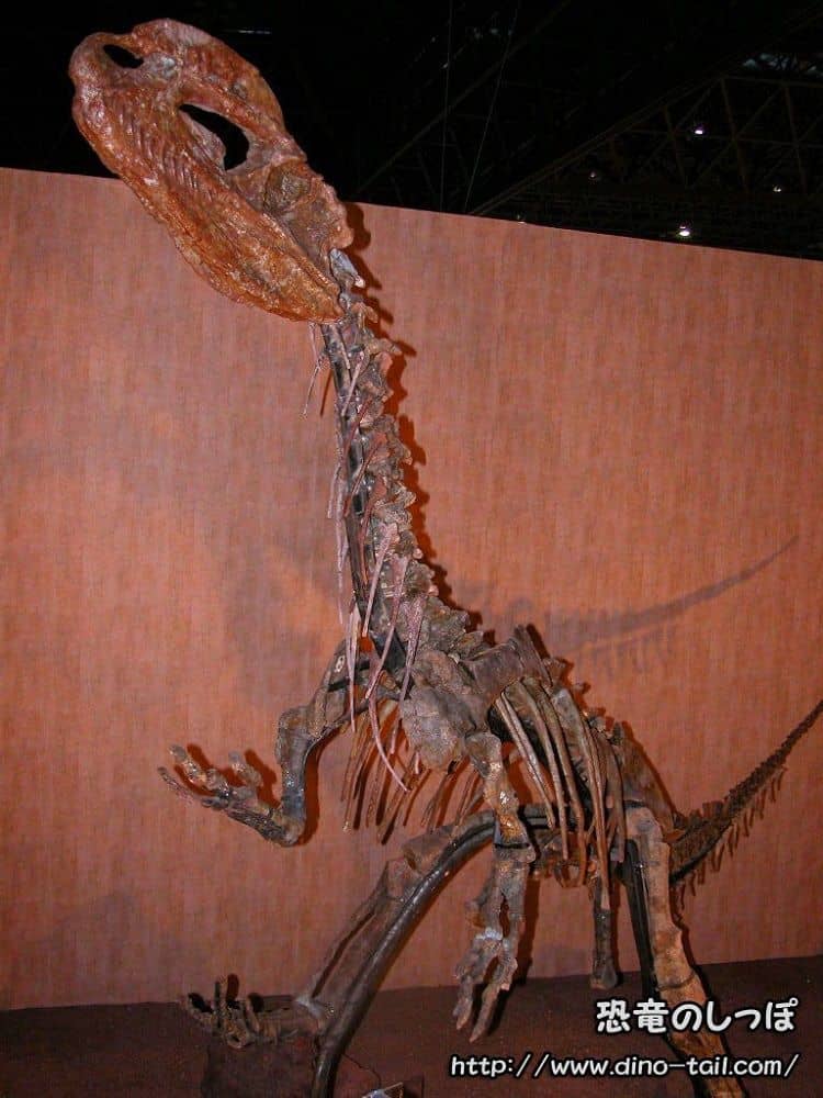 Complete skeleton fossil of Dilophosaurus