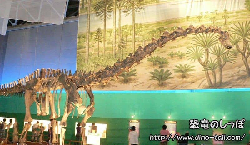 Complete skeleton fossil of Diplodocus