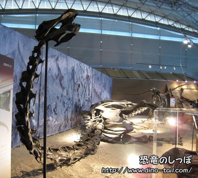 Complete skeleton fossil of Diplodocus (fallen)