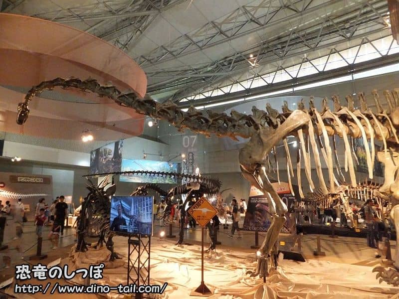 Complete skeleton fossil of Diplodocus