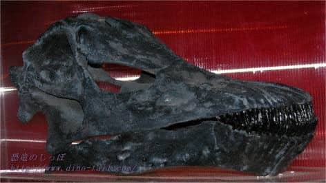 Diplodocus skull fossil