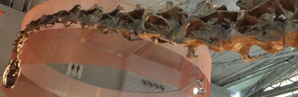 Diplodocus