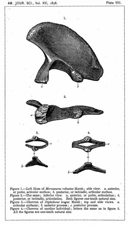 Excerpt from Marsh's paper describing Diplodocus