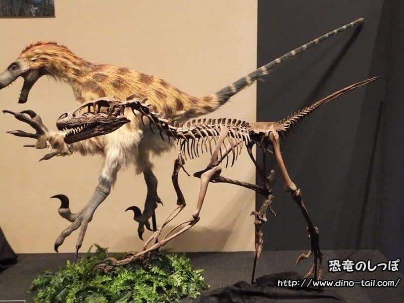 Complete skeleton fossil of Dromaeosaurus
