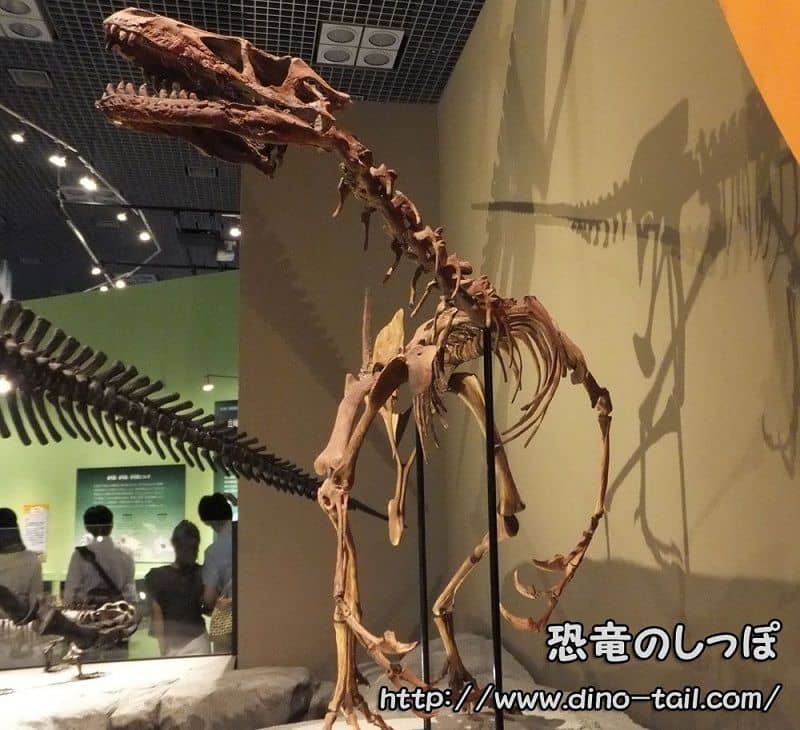 Complete skeleton fossil of Dromaeosaurus