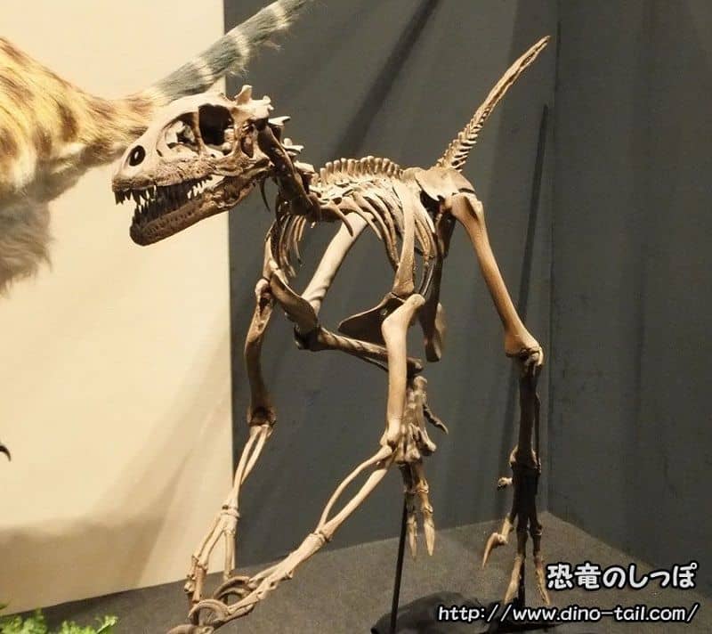 Complete skeleton fossil of Dromaeosaurus