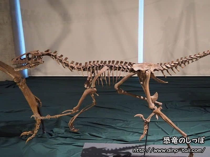 Complete skeleton fossil of Dromaeosaurus
